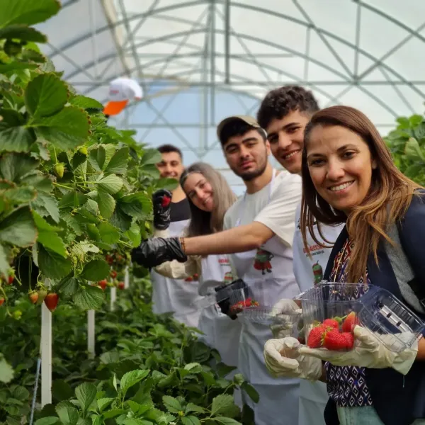 Group picks strawberries