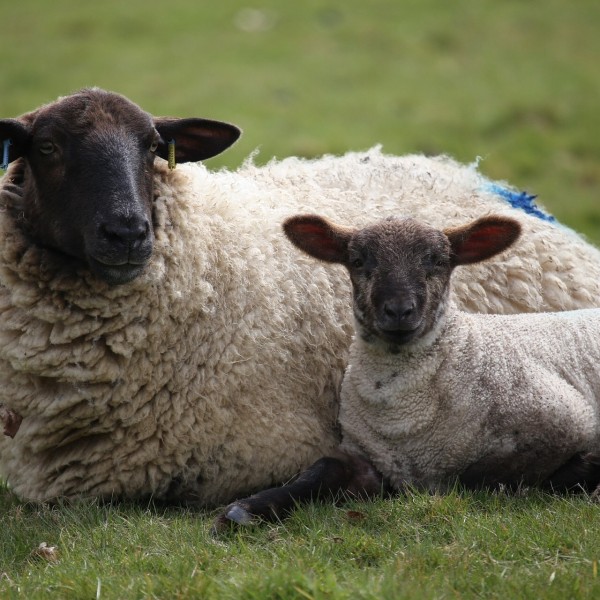 a ewe and lamb lie in the grass