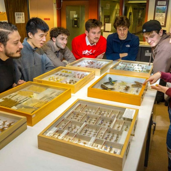 Students look at butterflies displayed in boxes at the Cornell University Insect Collection.