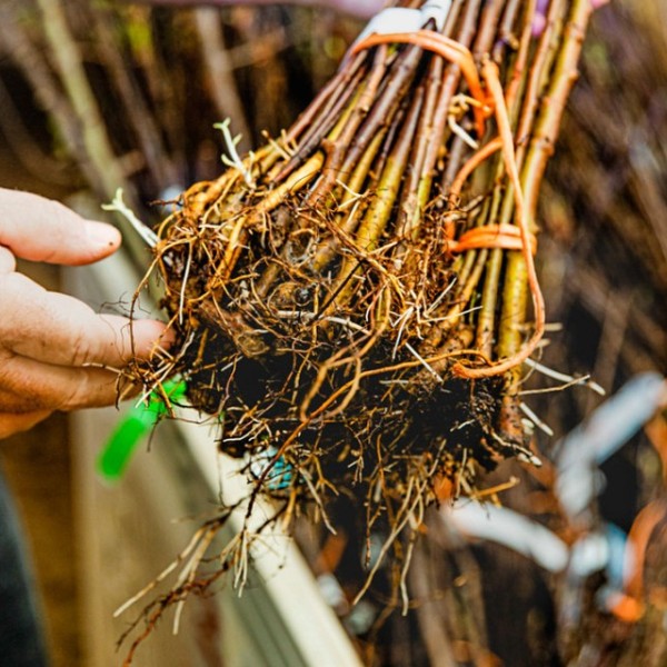 Apple rootstocks pulled from the ground.