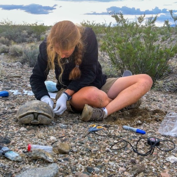 A woman attaches a device to a tortoise.