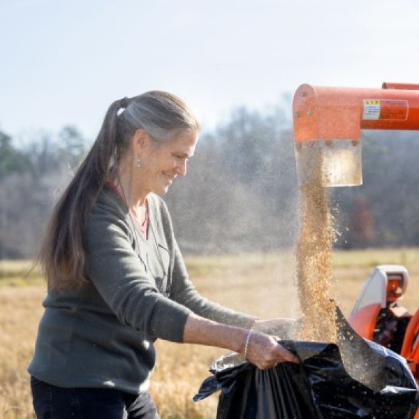A woman catches rice coming out of a harvester machine on a farm.