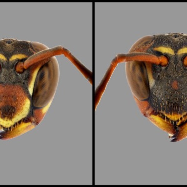 A large wasp body.
