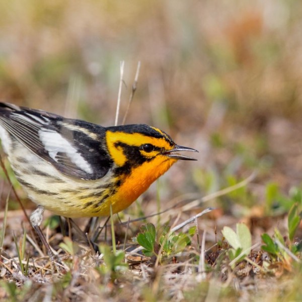 Blackburnian Warbler