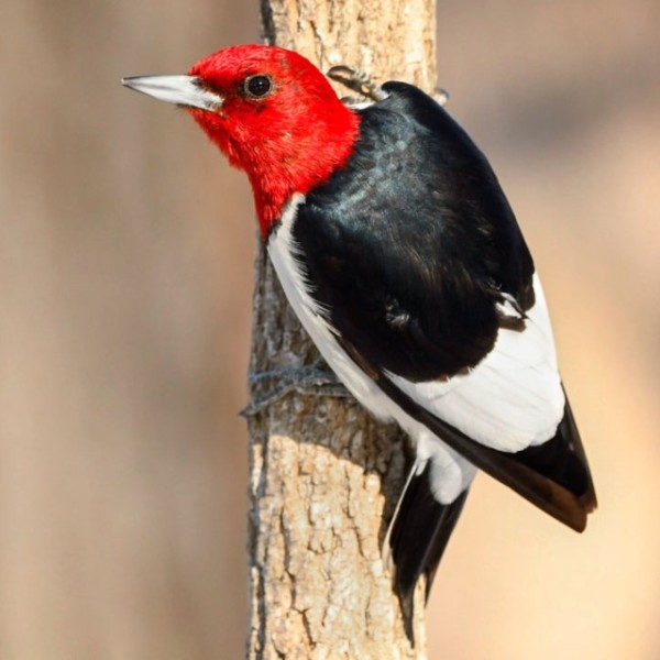 A red-headed woodpecker rests on a tree.