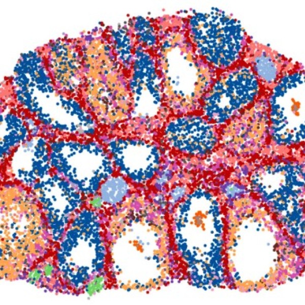 A colorful map of a mouse ovary undergoing hormone-induced ovulation. 