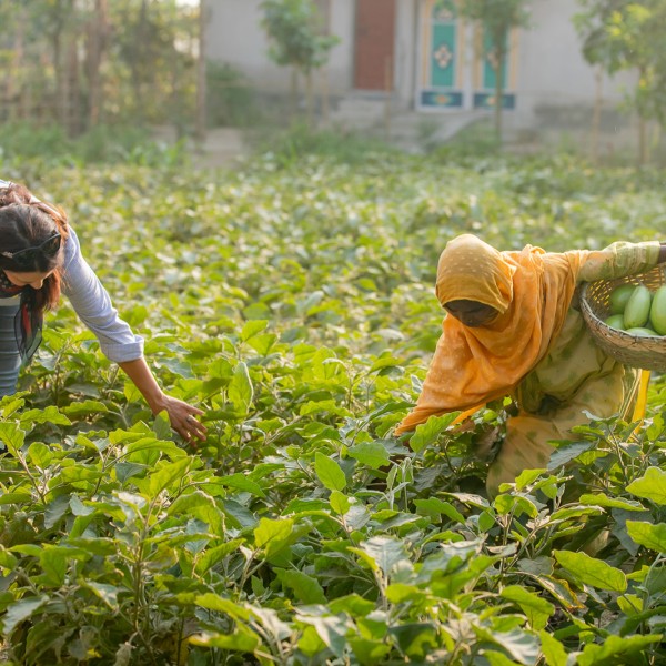 A researcher and a farmer harvest Bt eggplant in Bangladesh