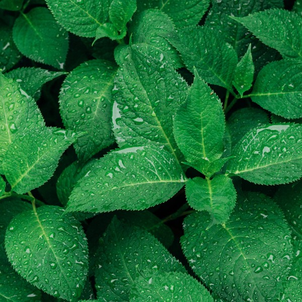 A group of green leaves in a pile.