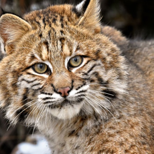 A bobcats face with the forest behind it.