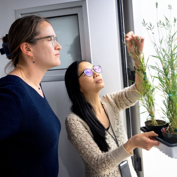 Two women look at a a group of ten tall leafy plants in small pots on a tray.