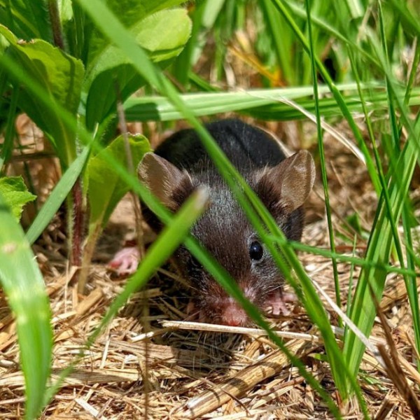 A lab mouse in an outdoor enclosure with dirt and grass.