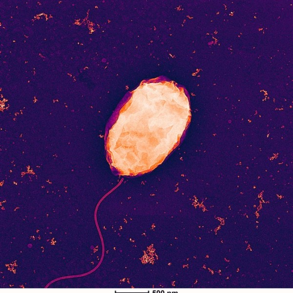 An oval bacteria with a tail on a purple background.