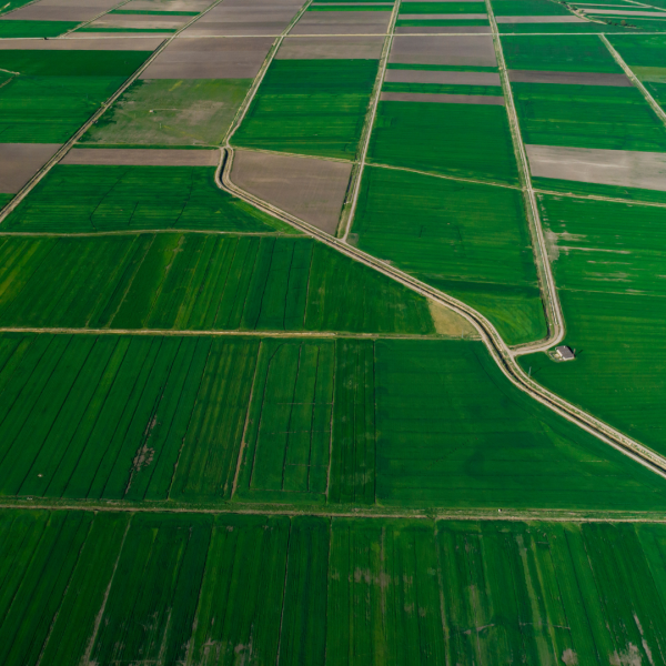 agricultural fields