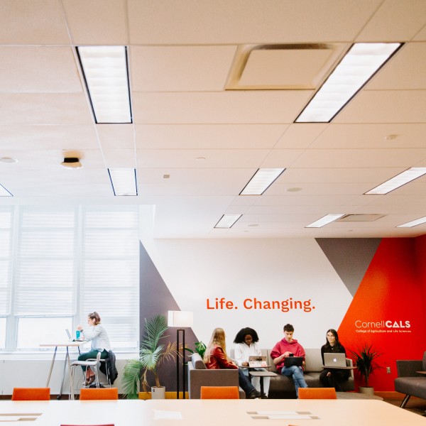 Students study in the CALS Zone