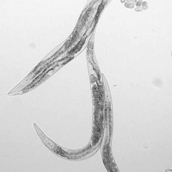 A worm-shaped creature with long dark shapes inside and some round egg looking things at one end