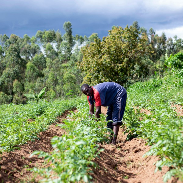 A man tends to crops in a field.
