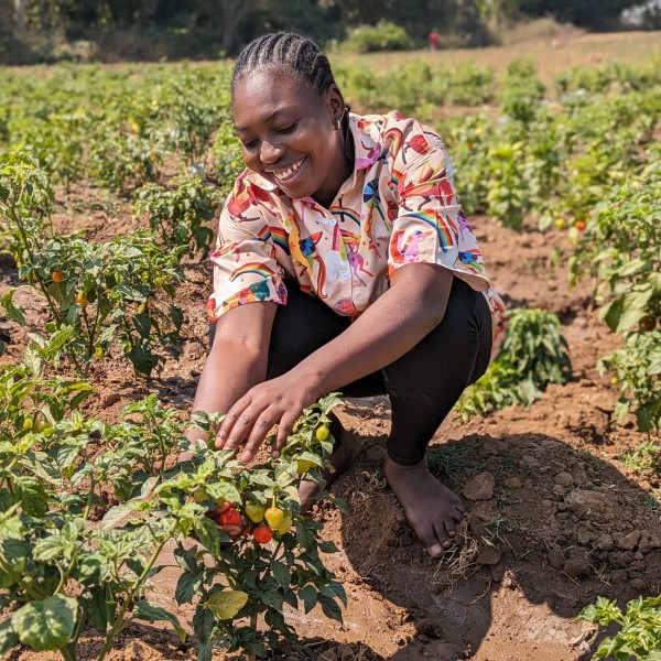 Woman tends to a strawberry field in Nigeria