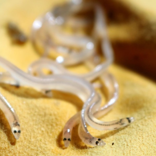 Young clear American eels on a felt-like brown surface.
