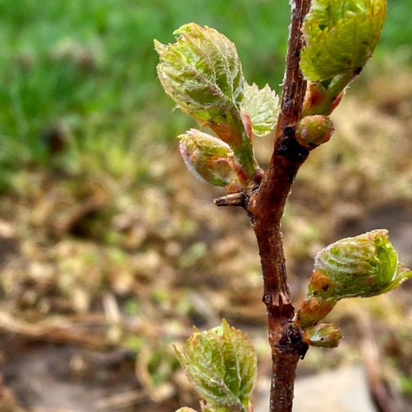 A grape vine budding.
