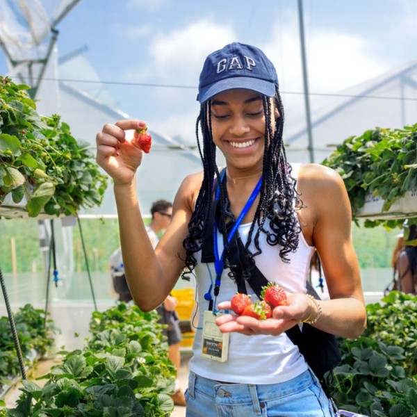 A woman in a hat looks at a strawberry in her hand. She stands in a line of crops.
