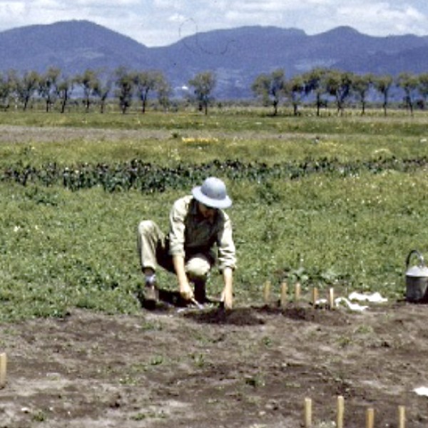 ewing tending pea research plots