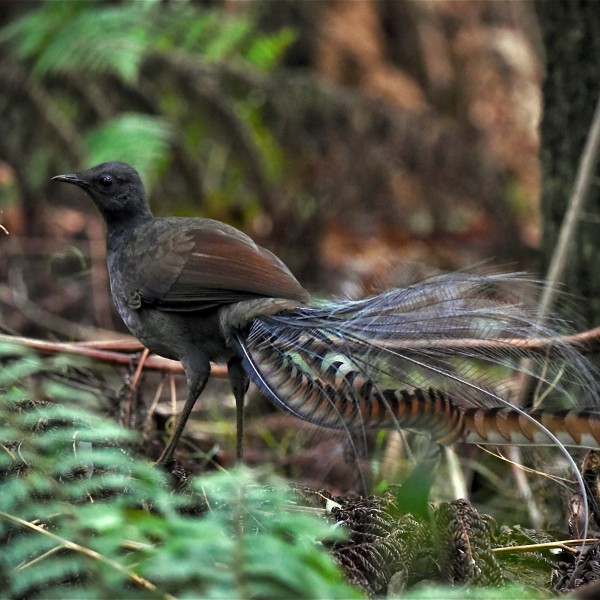 A lyrebird on a branch.