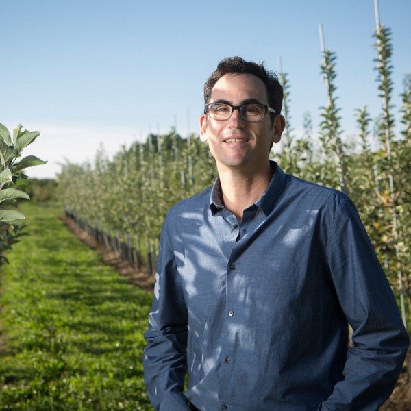 greg peck between rows of trellised apple trees