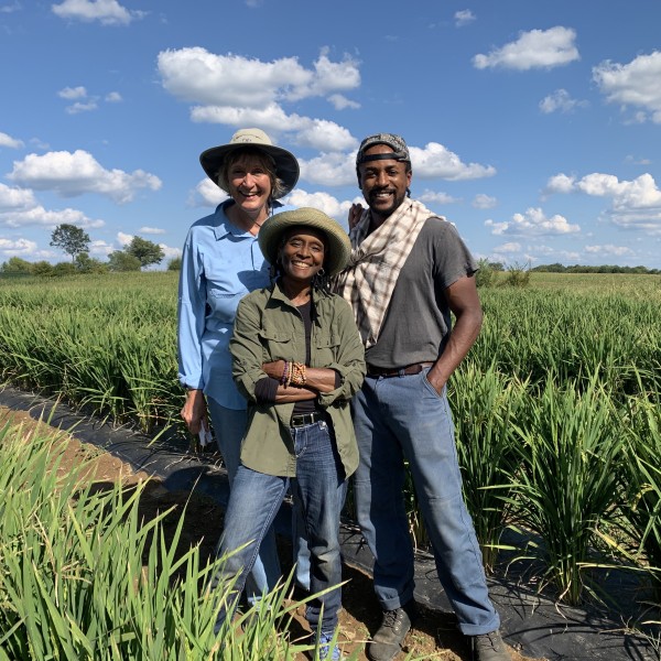 Three individuals stand in rice farm