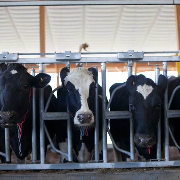 cows stand in the barn