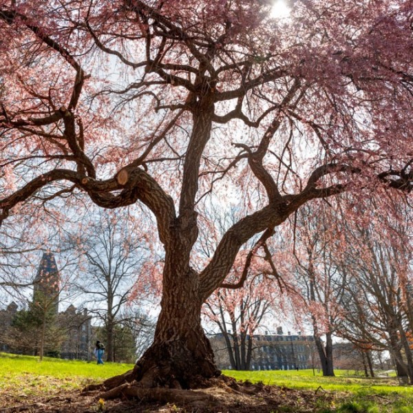 A blooming cherry tree on campus 