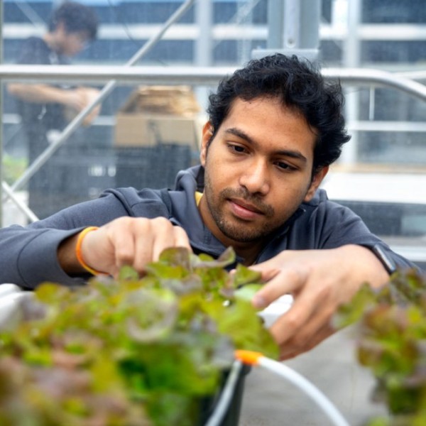 A man sorts through lettuce plants in a greenhouse.
