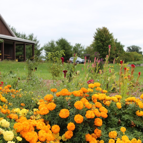 Barn and high tunnel with abundant flowers