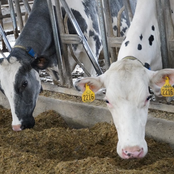 Two dairy cows eating grain.