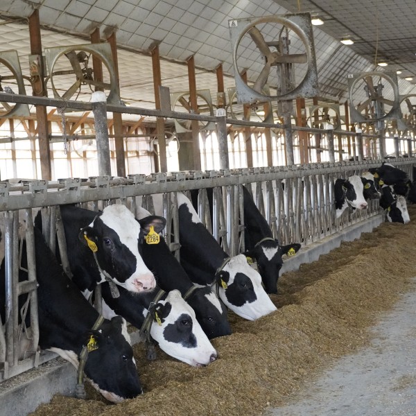 Photo of cows eating feed in a barn.