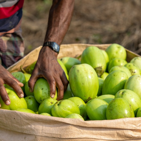 Person holds Bt eggplant 