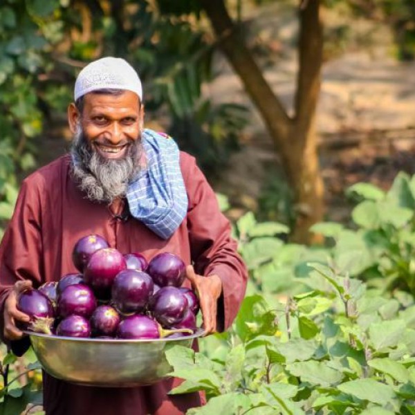 Man with harvested Bt eggplant in Bangladesh