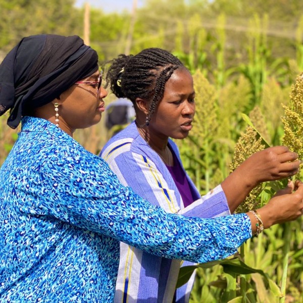 Researchers in a field