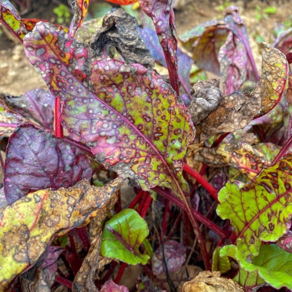 Green and purple colorful leafy plants with spots.