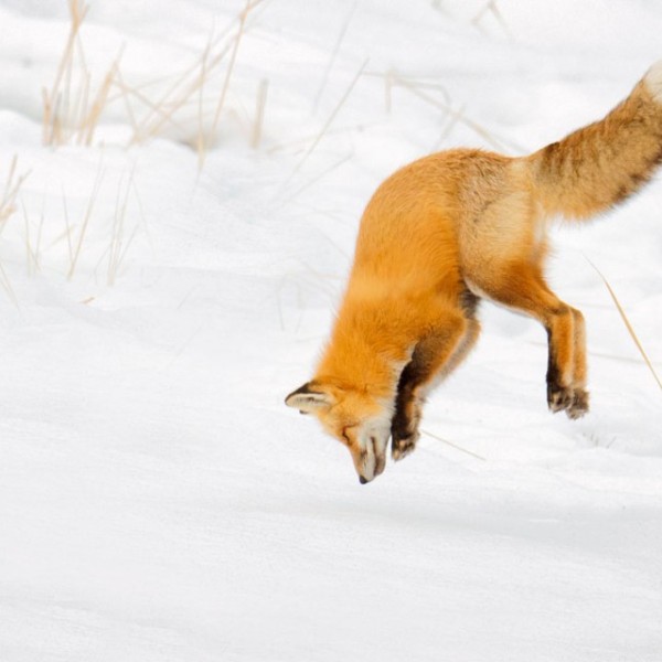 A fox jumps headfirst into snow.