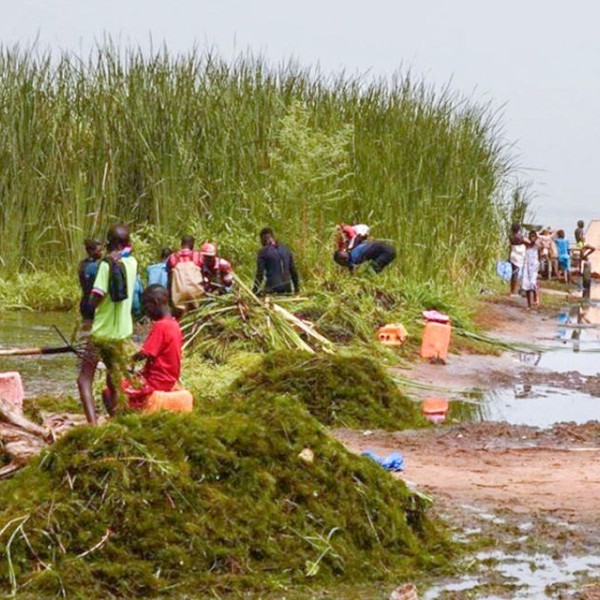 Twenty people, men women and children, gather plants at the head of a river.