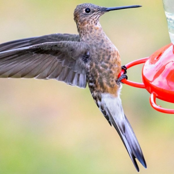 A brown Northern Giant Hummingbird, with its wings outstretched, sits atop a bird feeder.