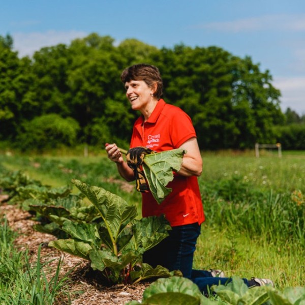 Christine Smart works in a rhubarb research field