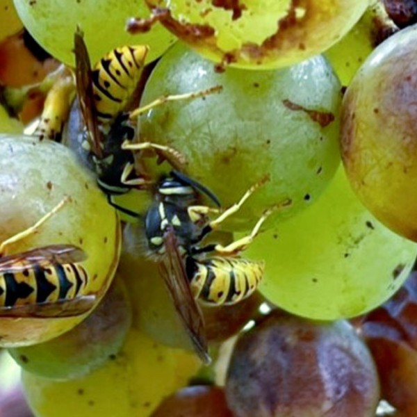 Yellow jackets crawling on grapes