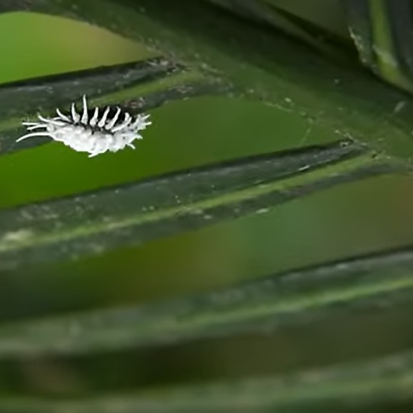 A white mealybug crawls on a leaf