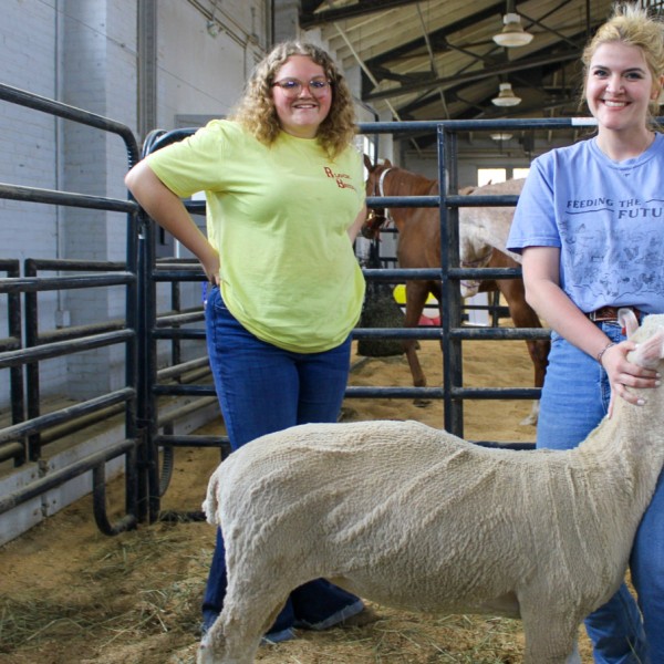 Two women stand with a sheep set up in show position.