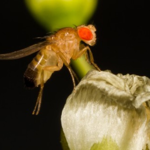 A chinese fruit fly