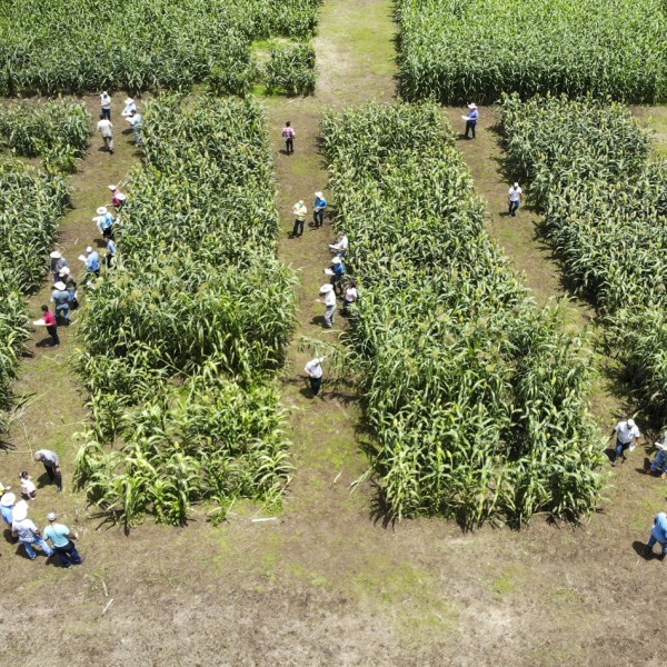 Aerial view of field and people