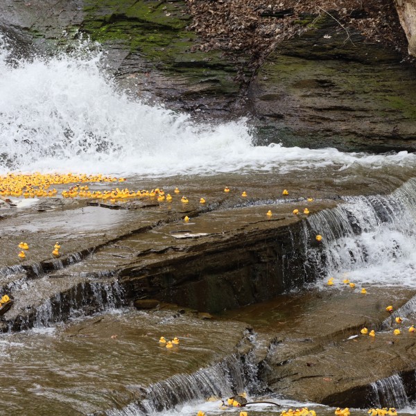 Thousands of rubber ducks race down Cascadilla Falls during the 21st annual 4-H Duck Race.