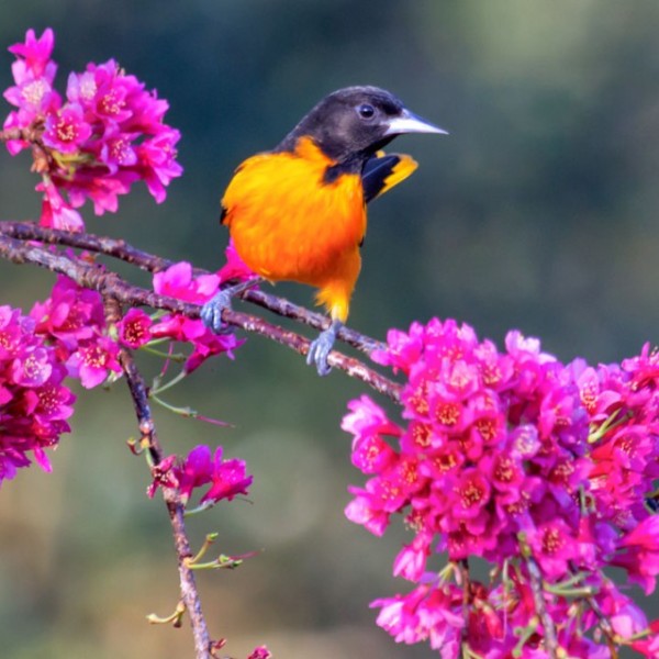 a Baltimore Oriole on a brand with pink flowers