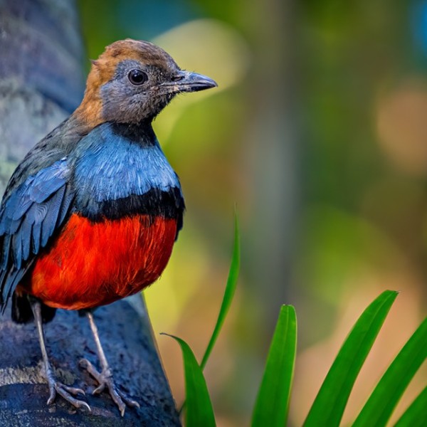 A colorful bird sitting on a brand